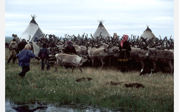 Nenets women and children herd reindeer into a temporary corral